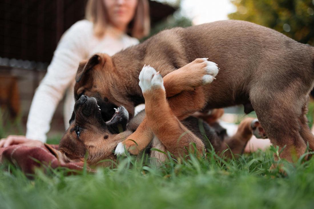 How to Keep Your Dog Healthy and Active Year-Round